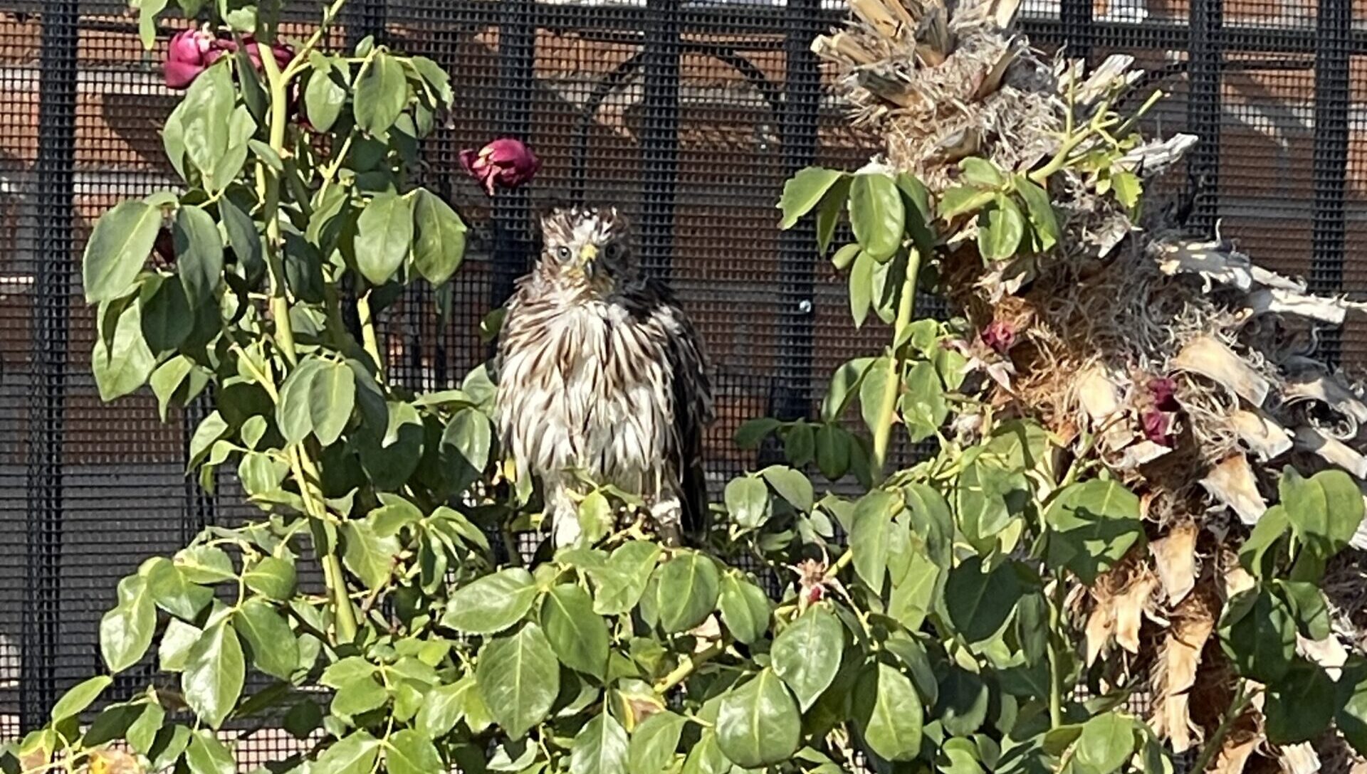 Safe backyard protected by a sturdy snake fence from wildlife in Tucson, AZ.