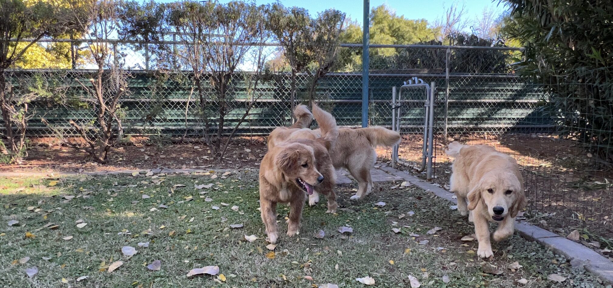 Pet-friendly yard secured by a snake fence against rattlesnake threats.